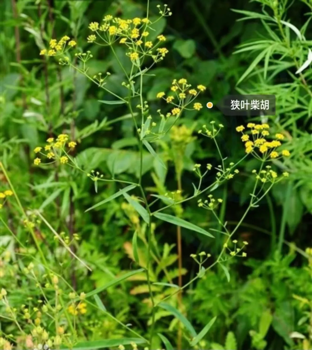耳鸣三药:疏肝调气启耳窍- 健康160