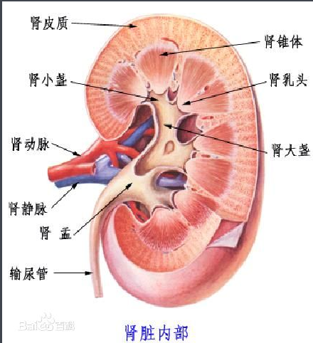 肾脏冠状切面结构图图片
